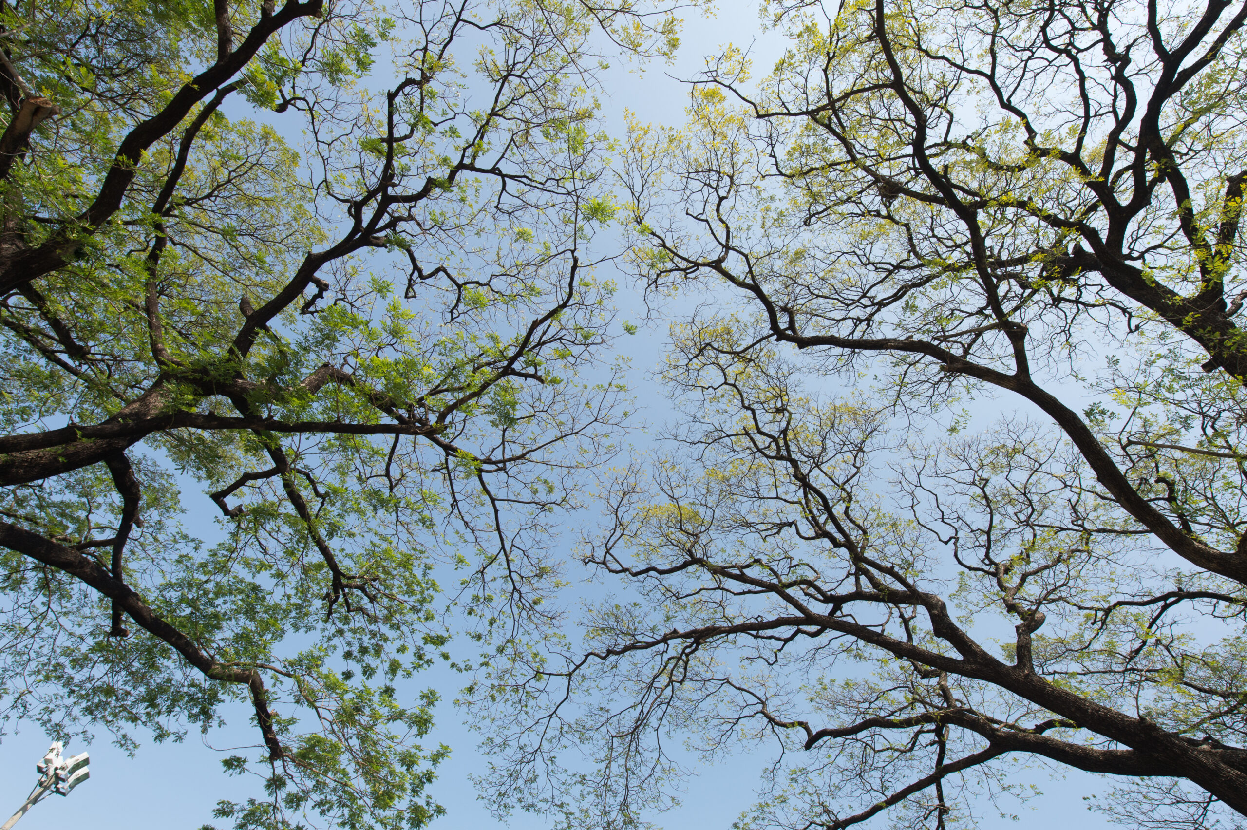 Galhos de árvores vistos por baixo. Céu azul com poucas nuvens