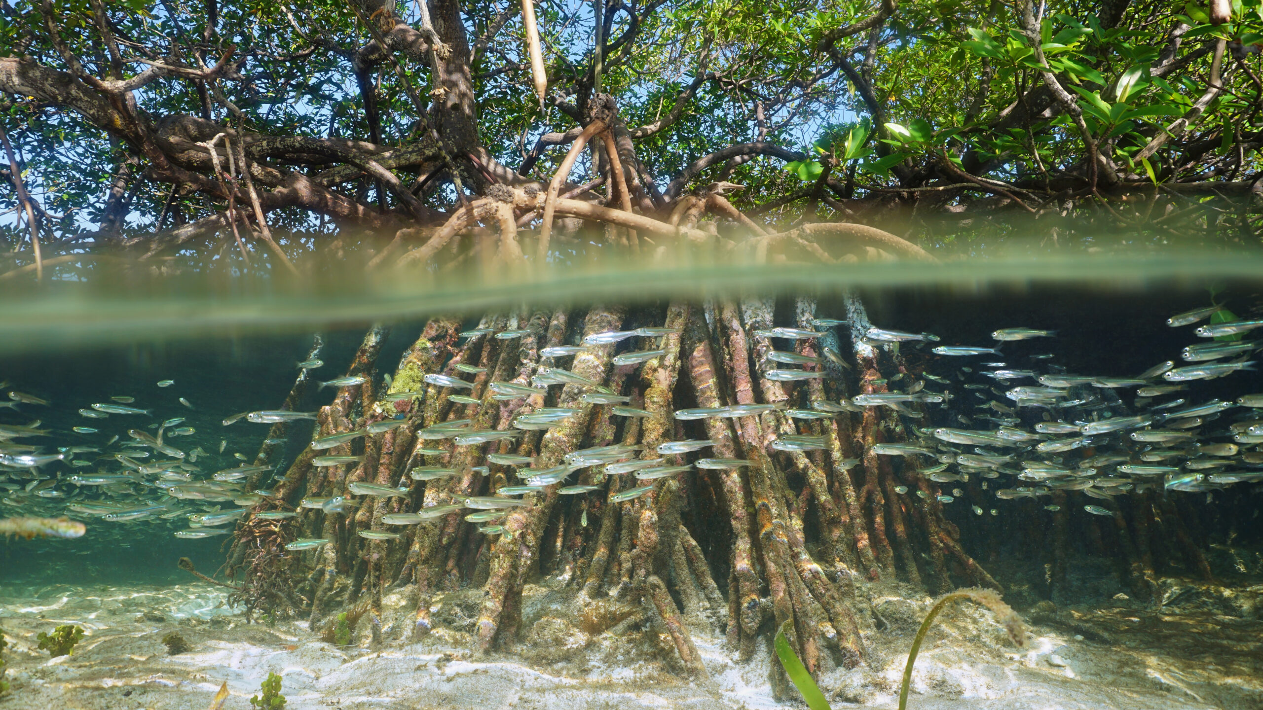 Vista dividida de uma árvore de mangue na água acima e abaixo da superfície do mar com raízes e cardume de peixes debaixo d'água