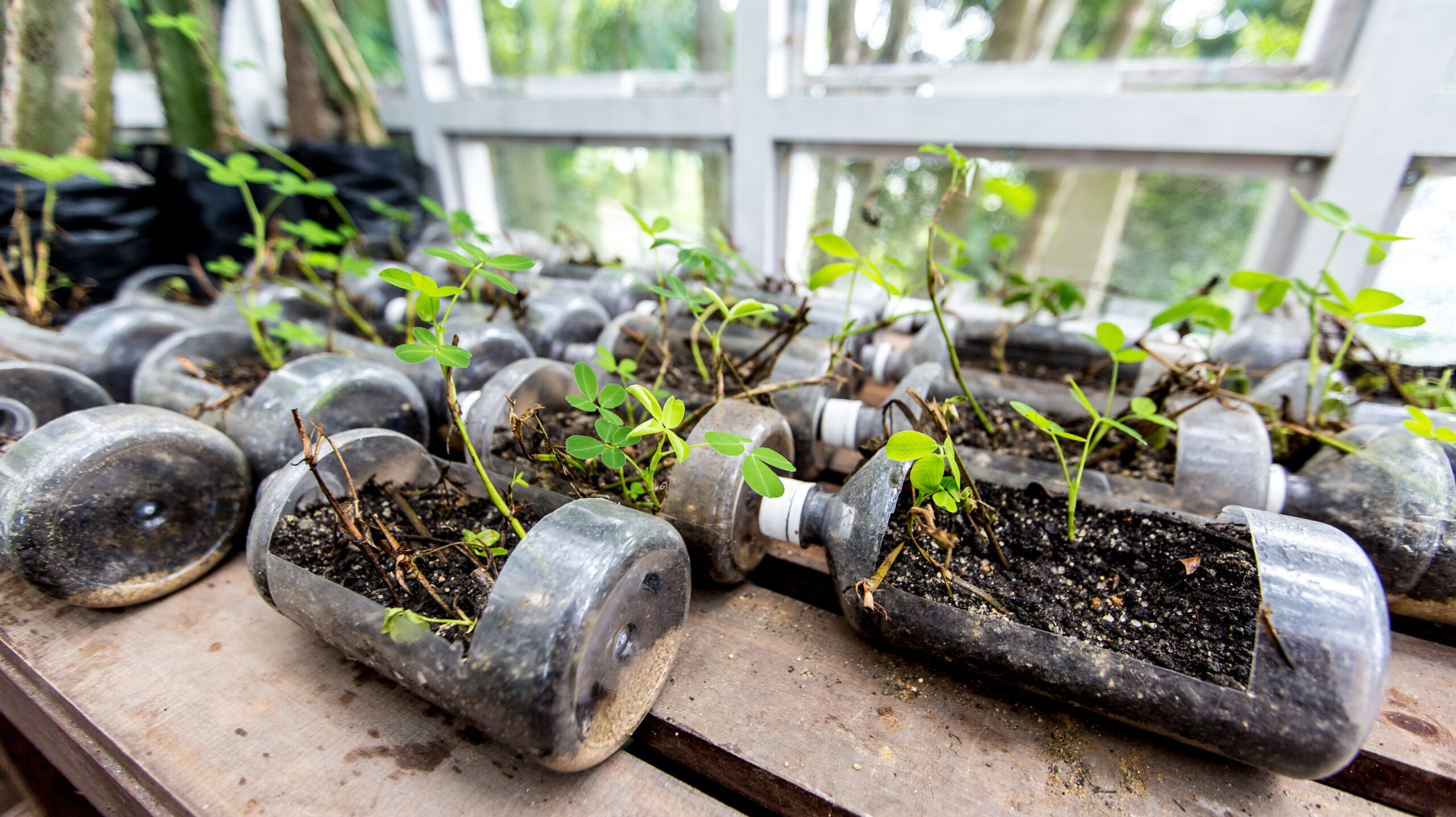 Plantas cultivadas dentro de plásticos pet cortados