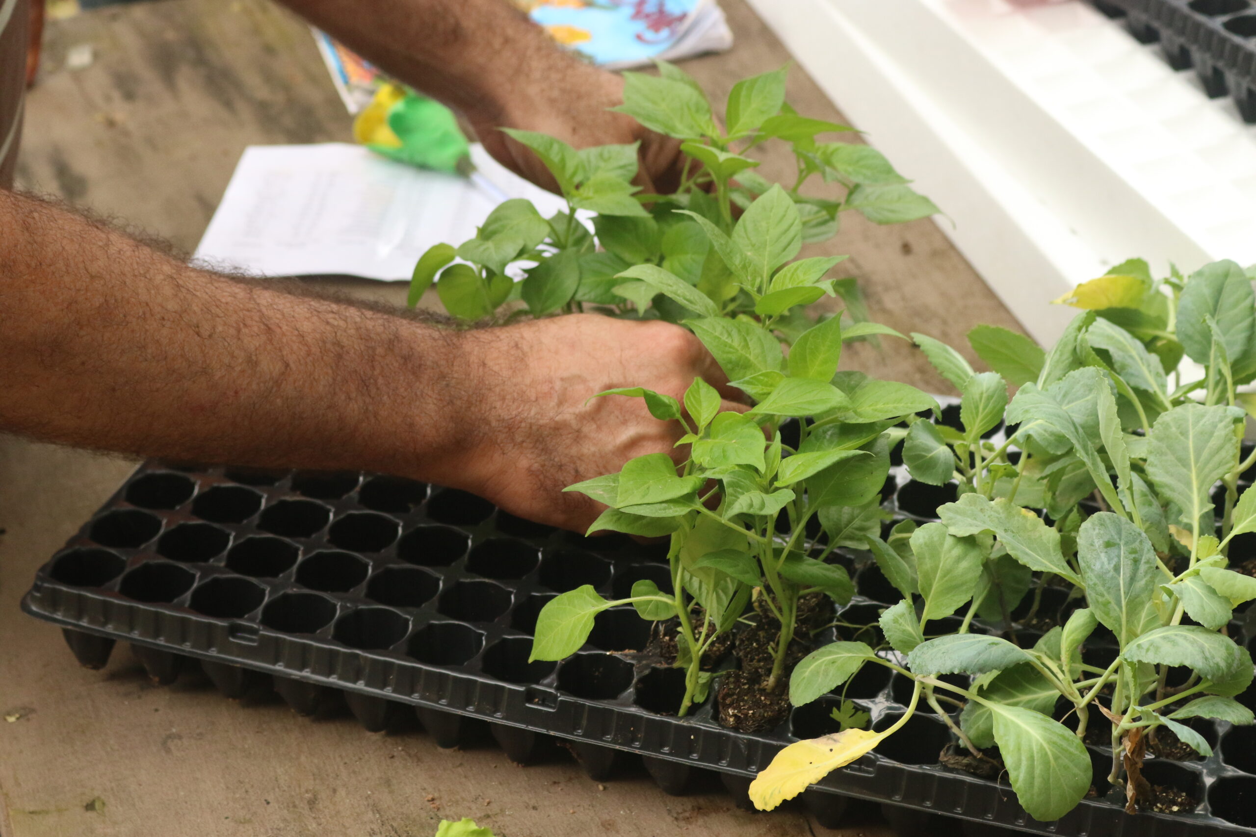 Mãos organizam plantio de sementes em pequena forma dividida em cubos